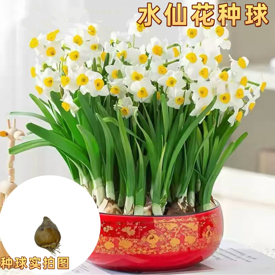 水仙花种球土培水培阳台庭院盆栽花卉耐寒水仙花种球