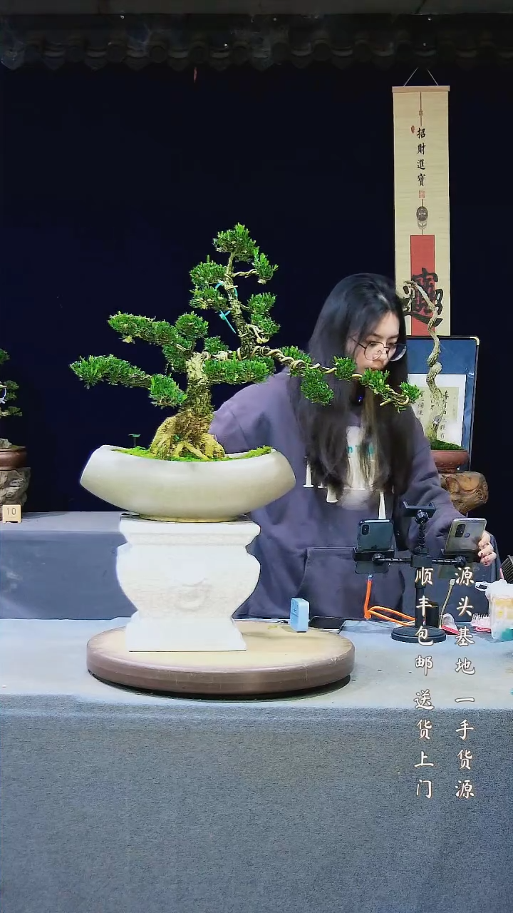 【闪购商品】雀舌黄杨盆景雀舌黄杨盆景