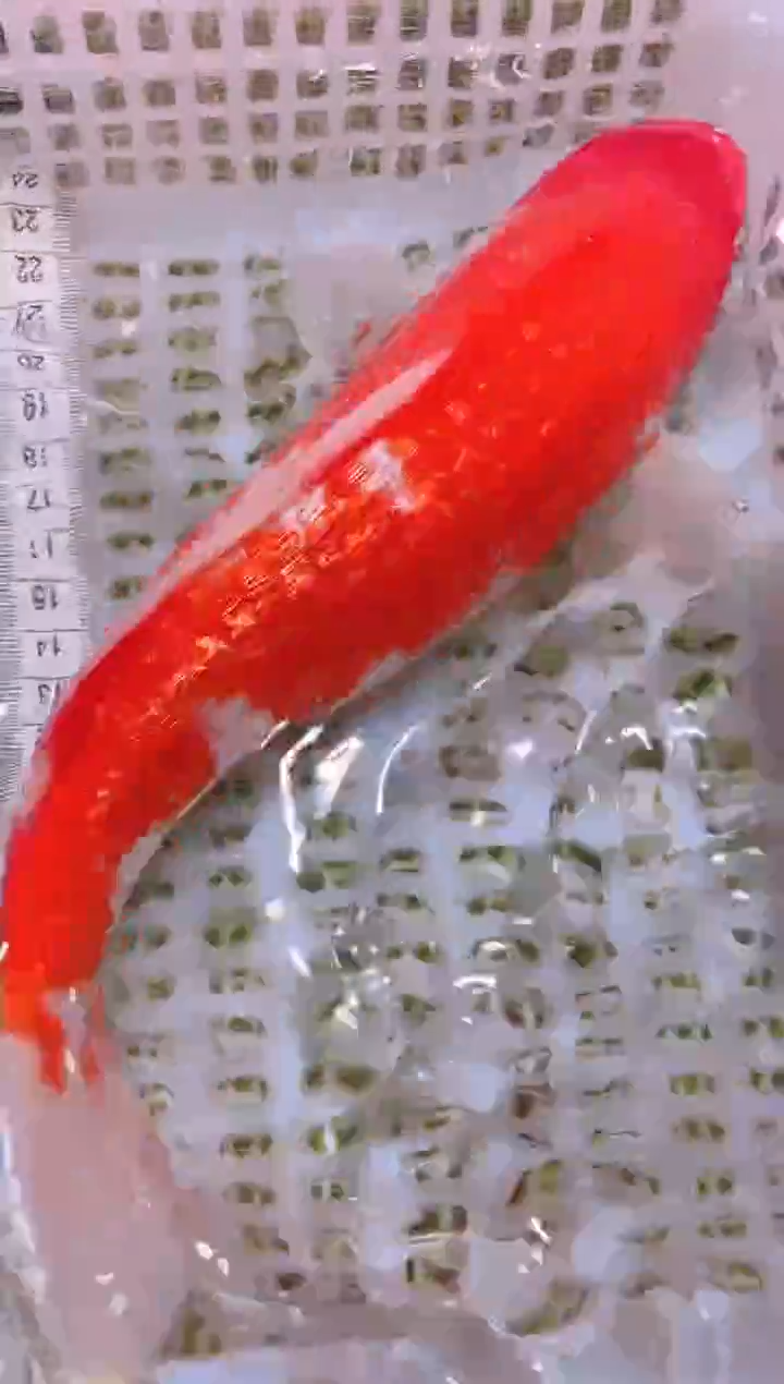 锦鲤冷水观赏鱼全场包邮46