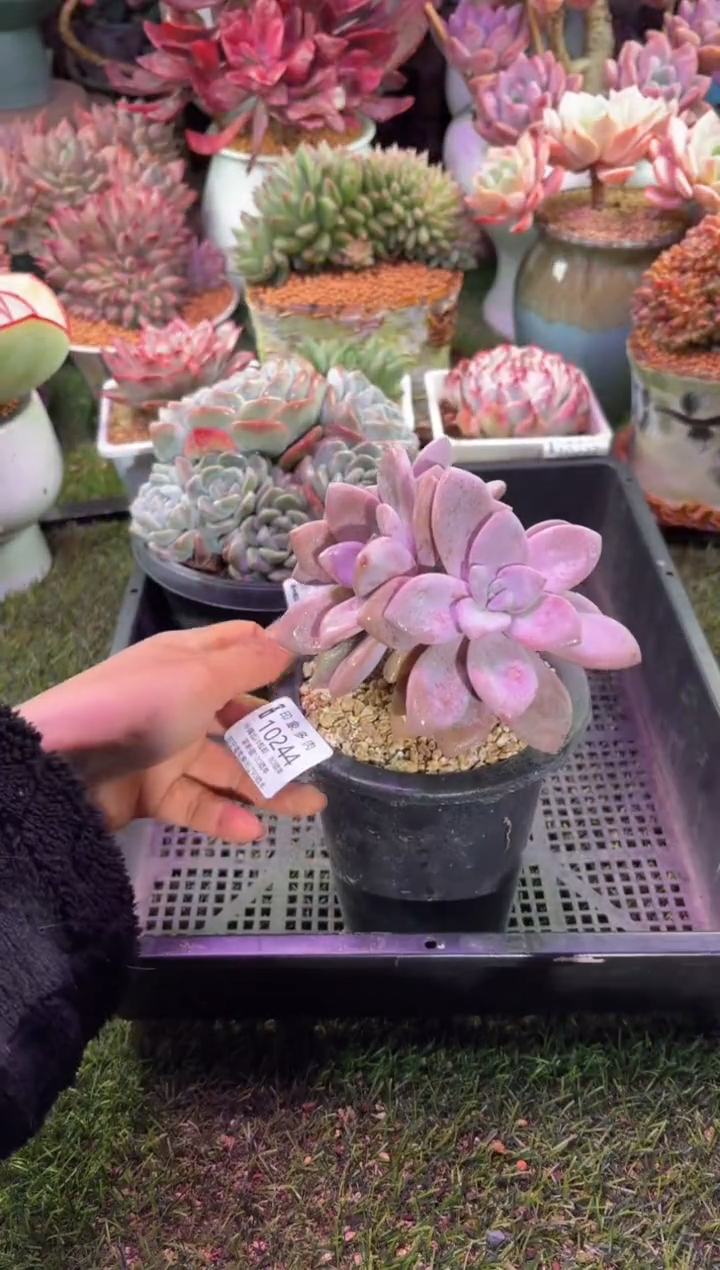 【闪购商品】10244