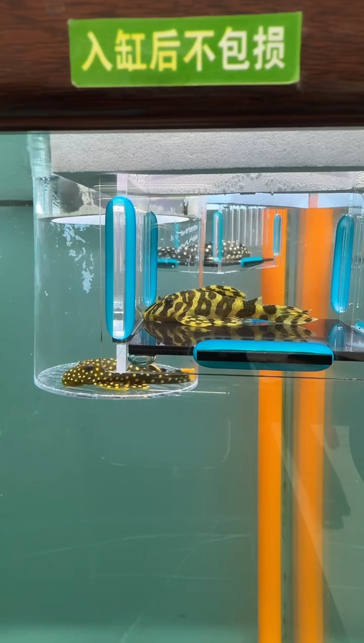 清道夫鱼127号134入缸不包损录制完整开箱视频6.3厘米