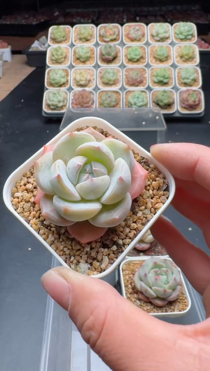 【闪购商品】848A多肉脱土发6.5杯当天拍3颗包柚