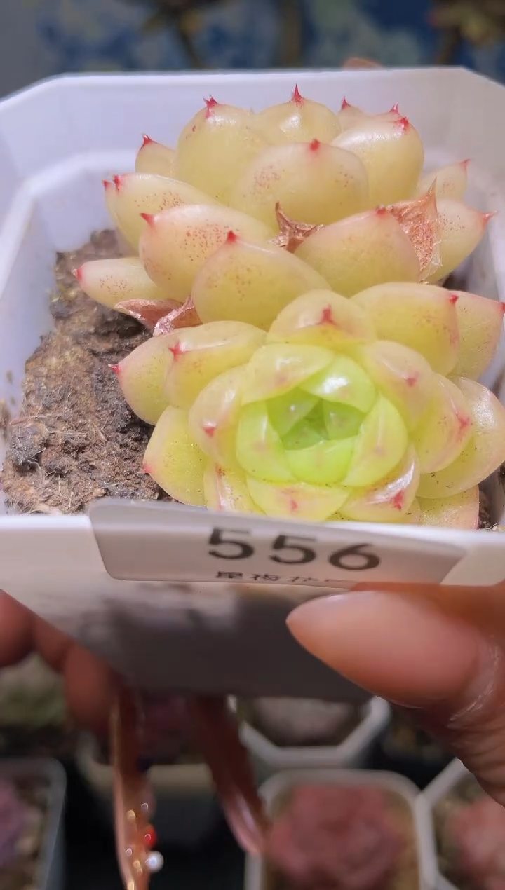 【闪购商品】556星辰珍妮多肉