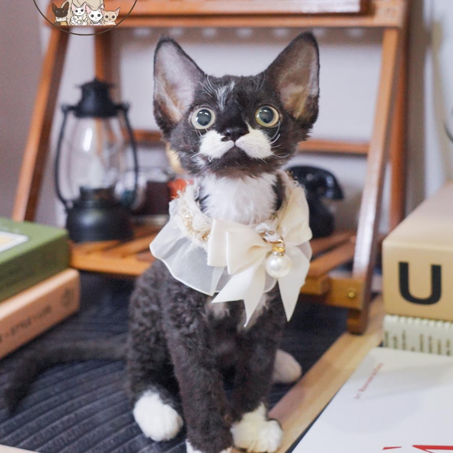 黑白妹妹 2个月 德文卷毛猫