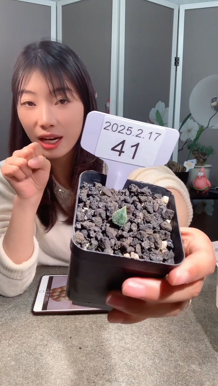 【闪购商品】棉花糖雾冰玉2.11.   41