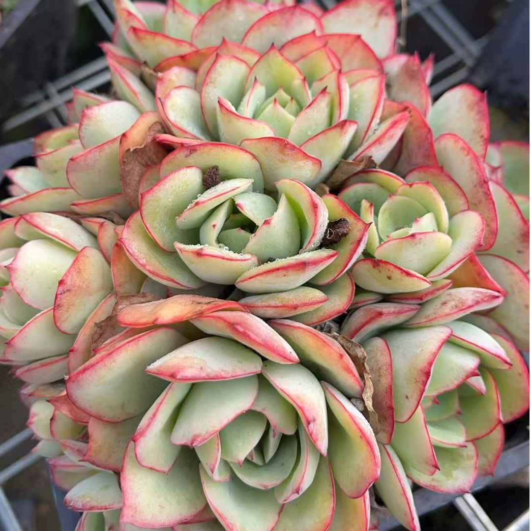 14#方盆牡丹亭群 多肉满18包邮