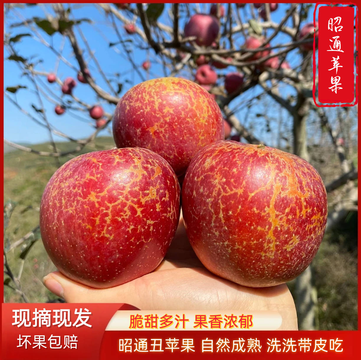 云南昭通高原糖心丑苹果现摘现发应季水果脆甜多汁