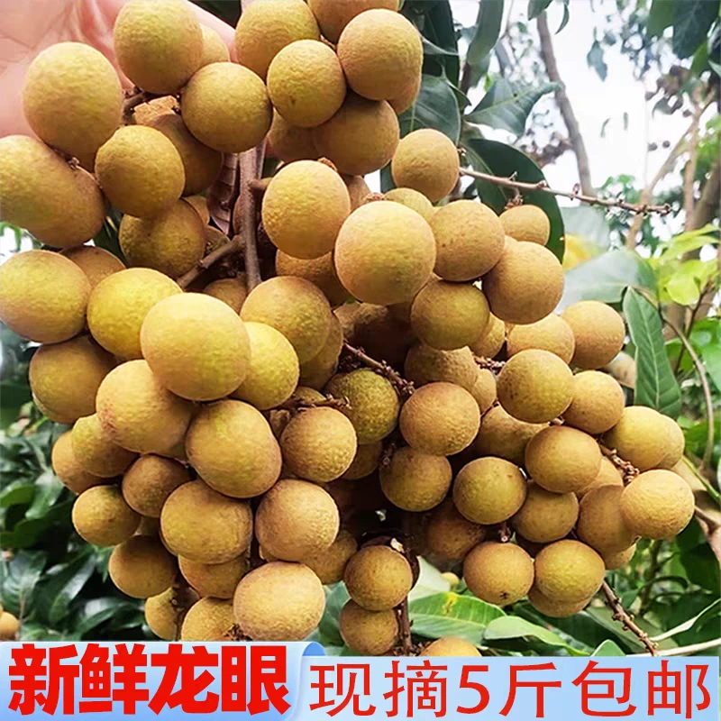 【顺丰/京东】广东茂名龙眼之乡新鲜石硖龙眼现摘现发清甜多汁