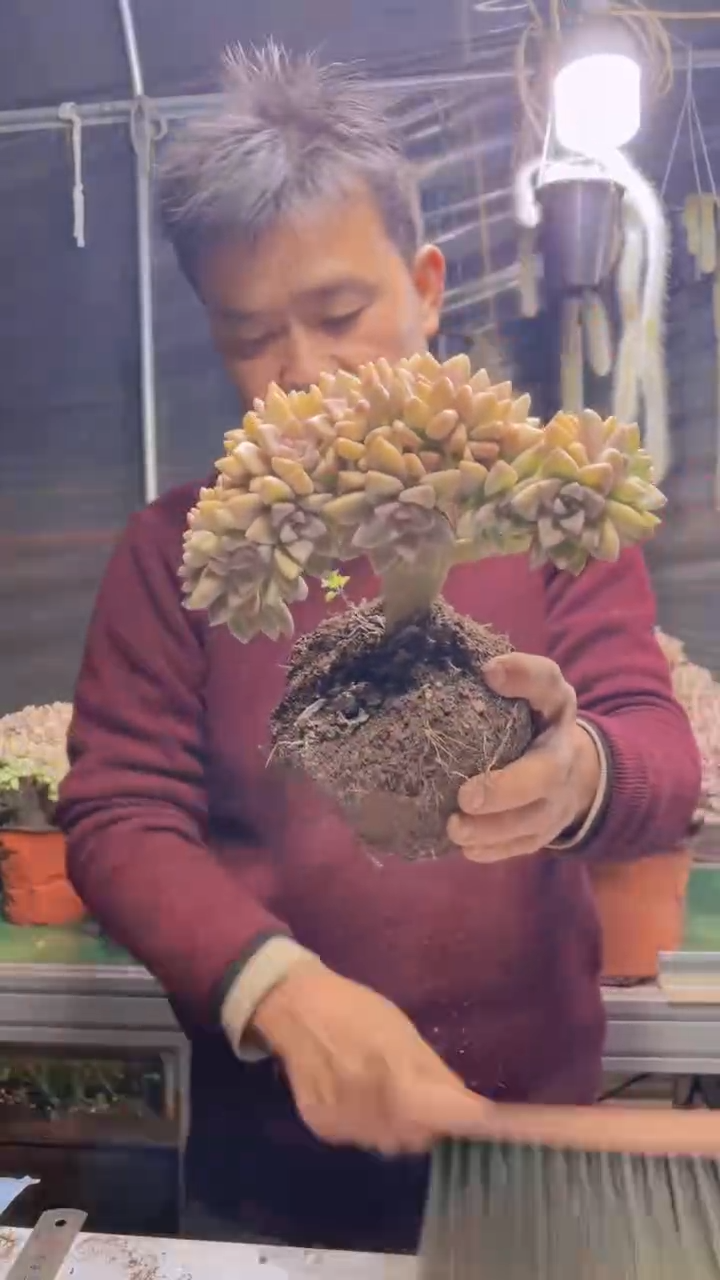 275淡雪缀化一物一拍