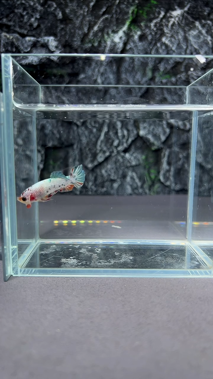 斗鱼竞拍链接A020