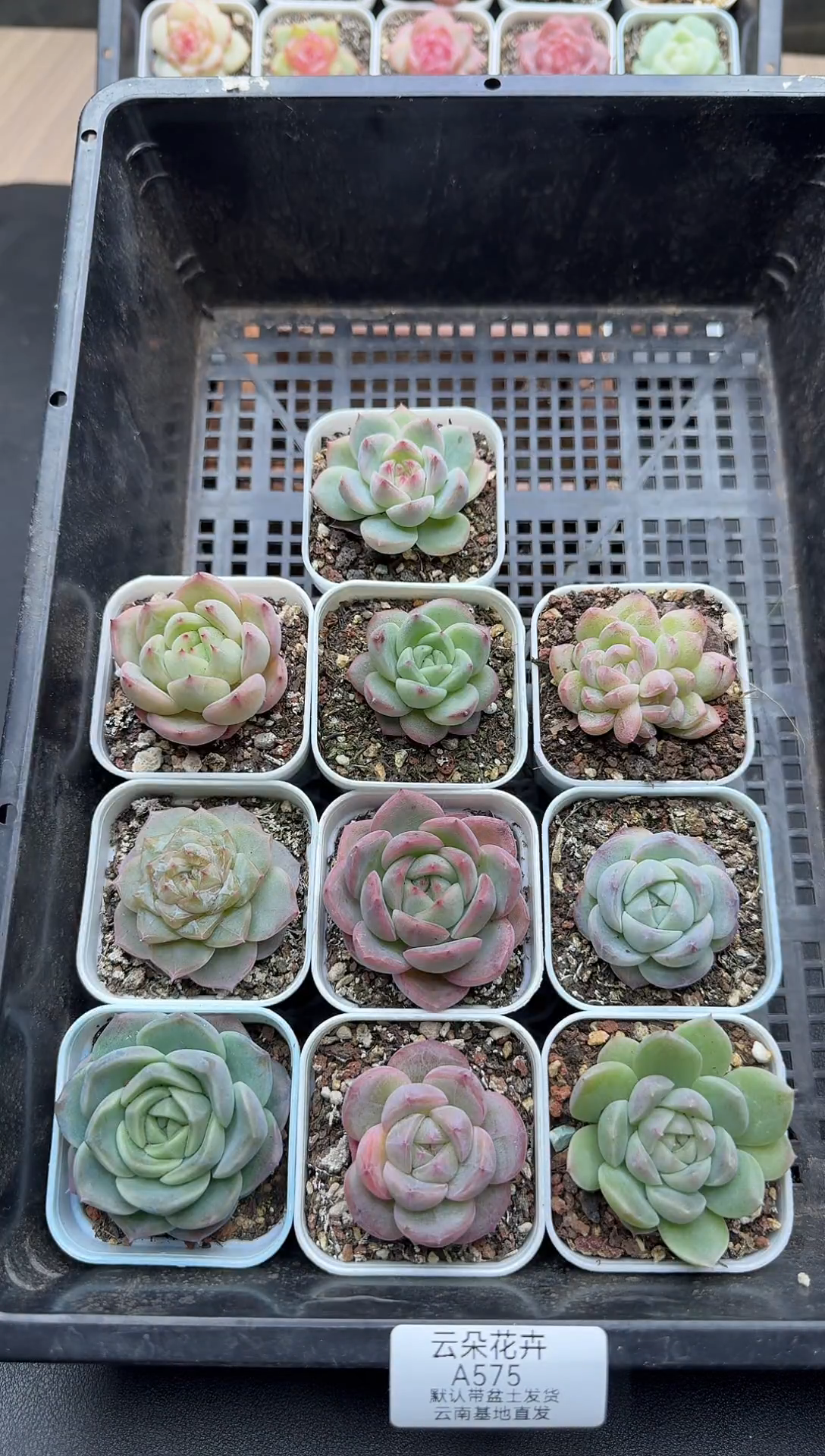 珍妮杂交多肉A575