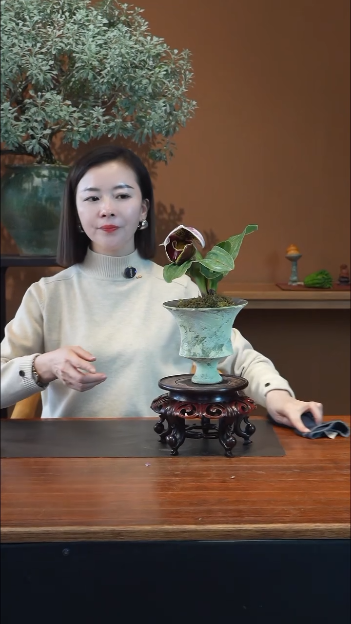 全部花朵红肉饼盆景盆景