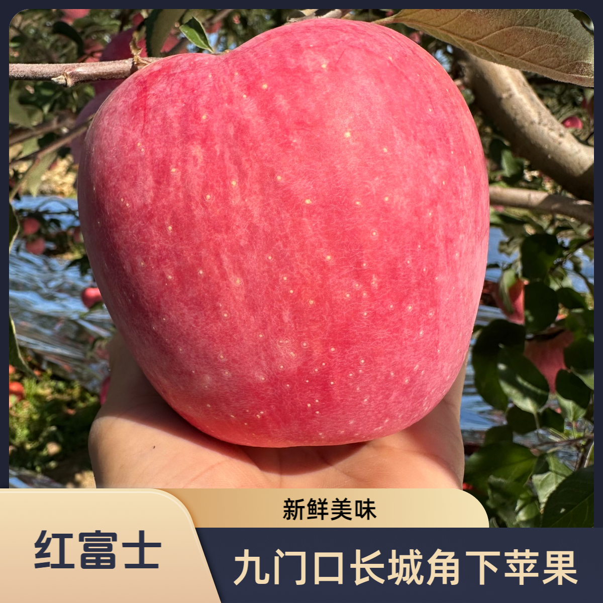 辽西九门口高山条纹连片红富士苹果新鲜采摘奶油一件也是产地价