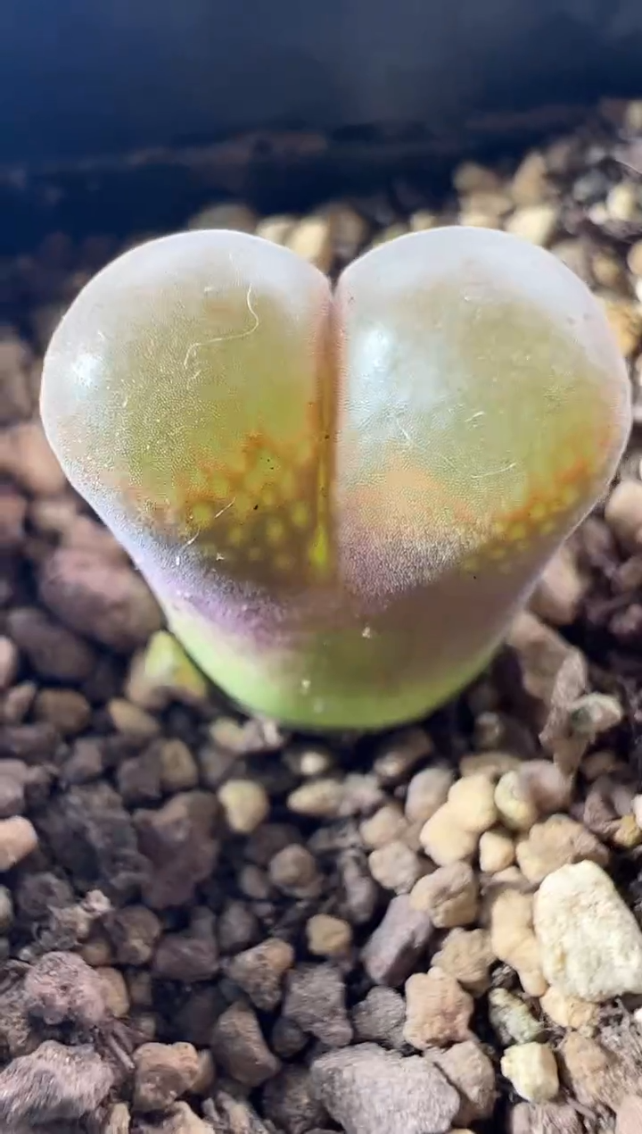 一物一拍           --697