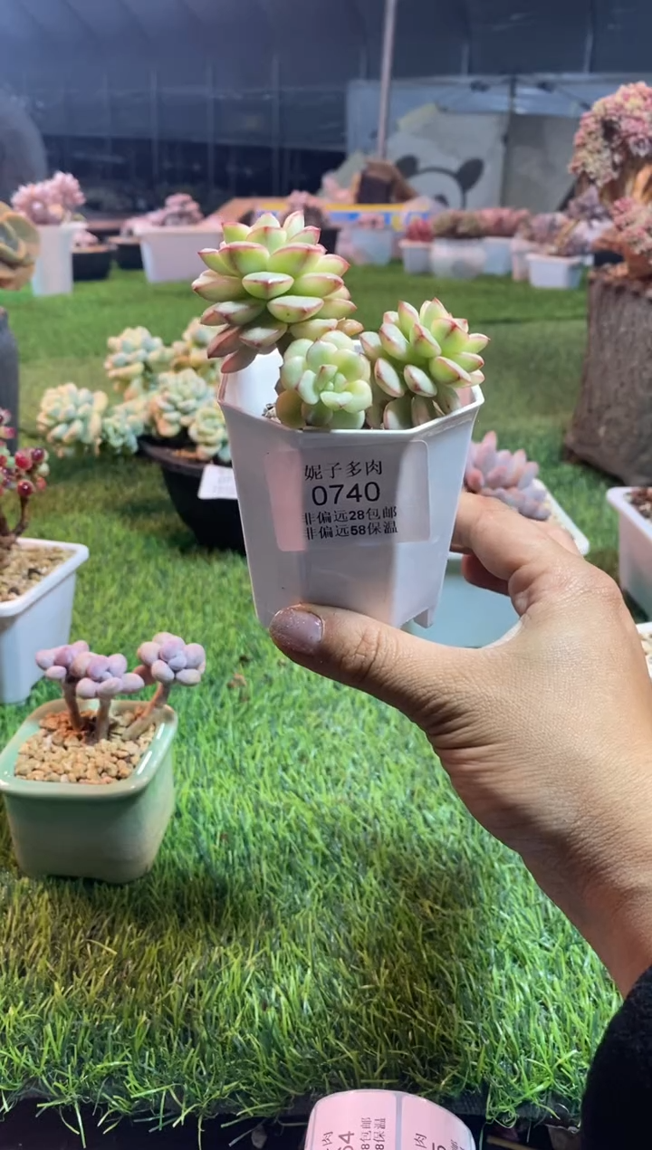 【闪购商品】0740a