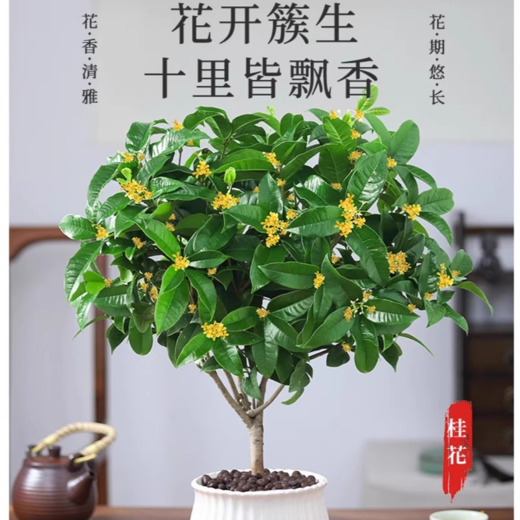 四季桂飘香款盆栽地栽庭院造型别墅