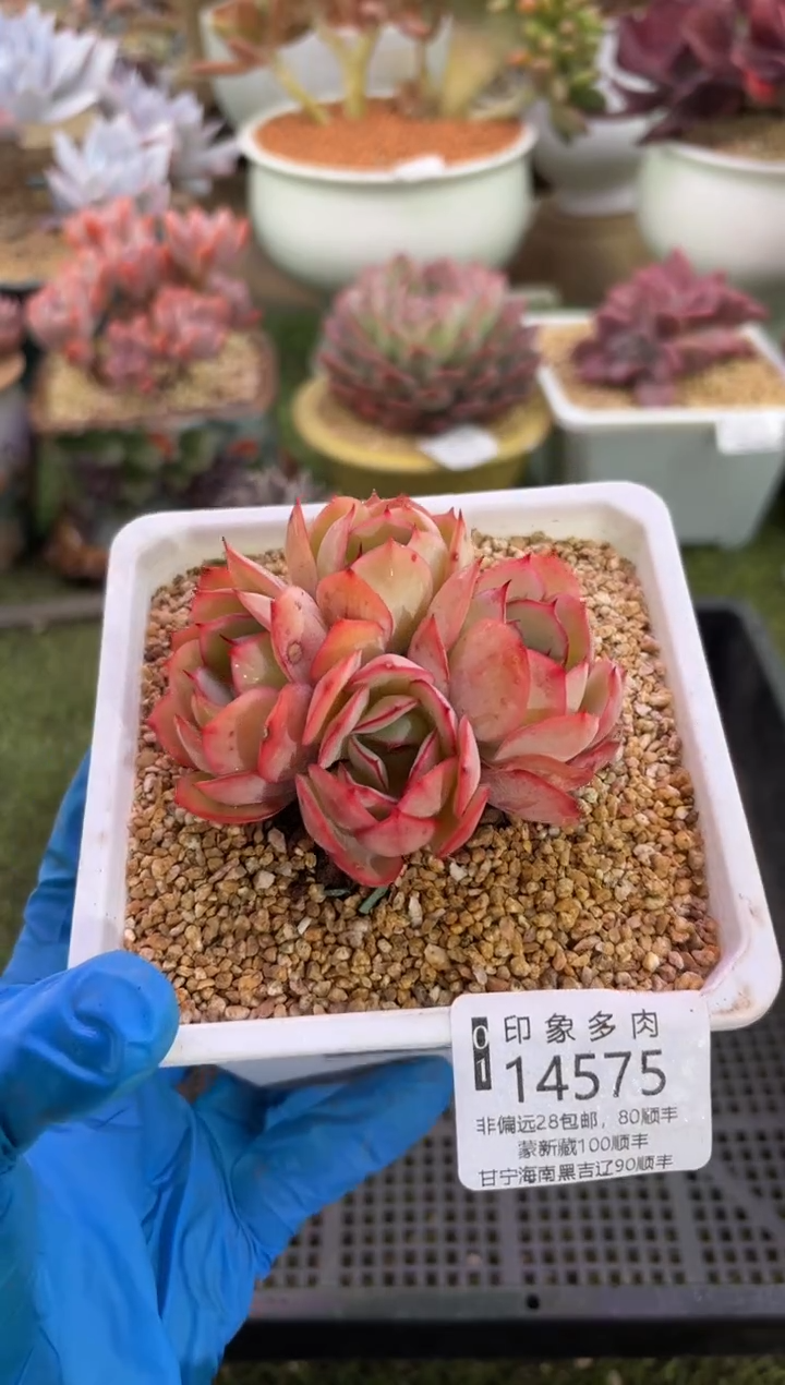 【闪购商品】14575