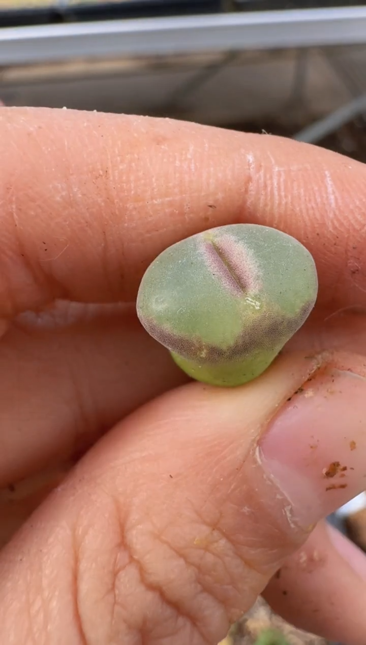 【闪购商品】9-138