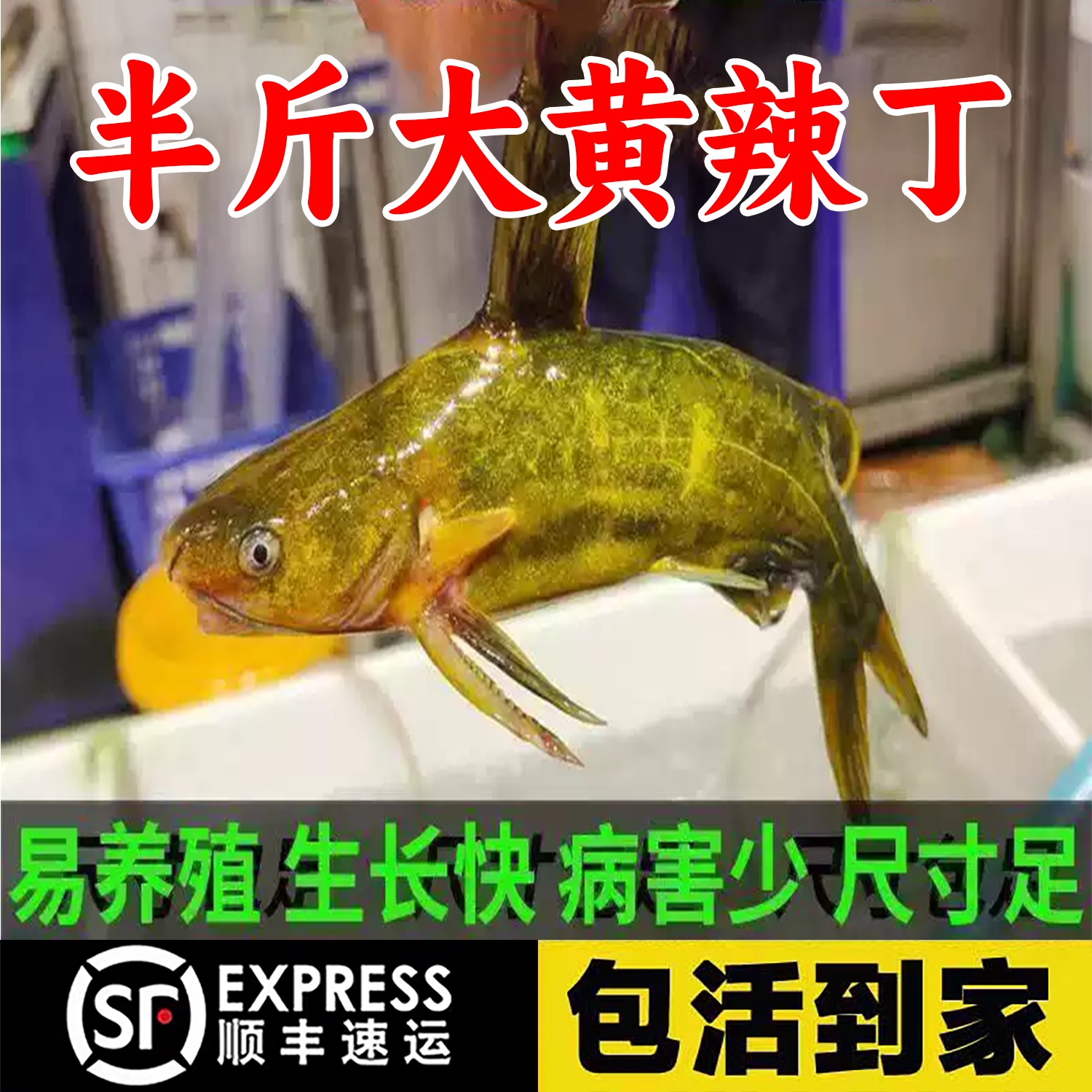 浙江黄辣丁鱼黄骨鱼黄颡鱼淡水养殖食用黄丫头黄鸭叫昂刺鱼