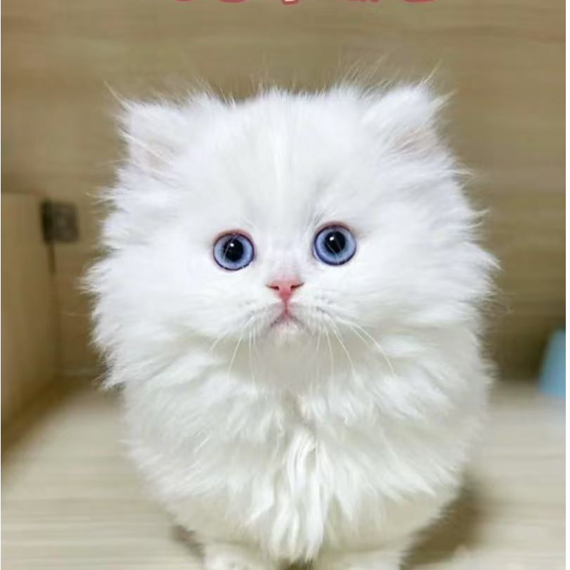 米努特矮脚猫咪通用链接