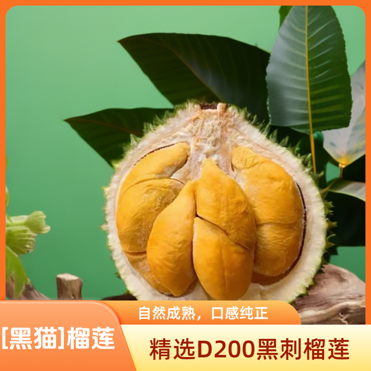 【次日达】【猫学长】黑刺榴莲猫山王榴莲液氮锁鲜冷冻榴莲整果马来西亚进口臻选黑刺马来西亚
