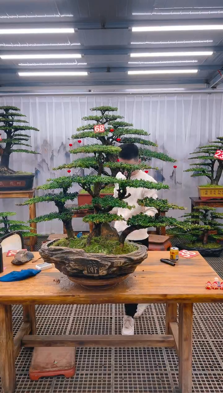 【闪购商品】紫砂精品盆景直播间一物一拍