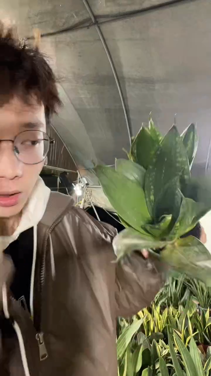 雪花兰带盆土6.88