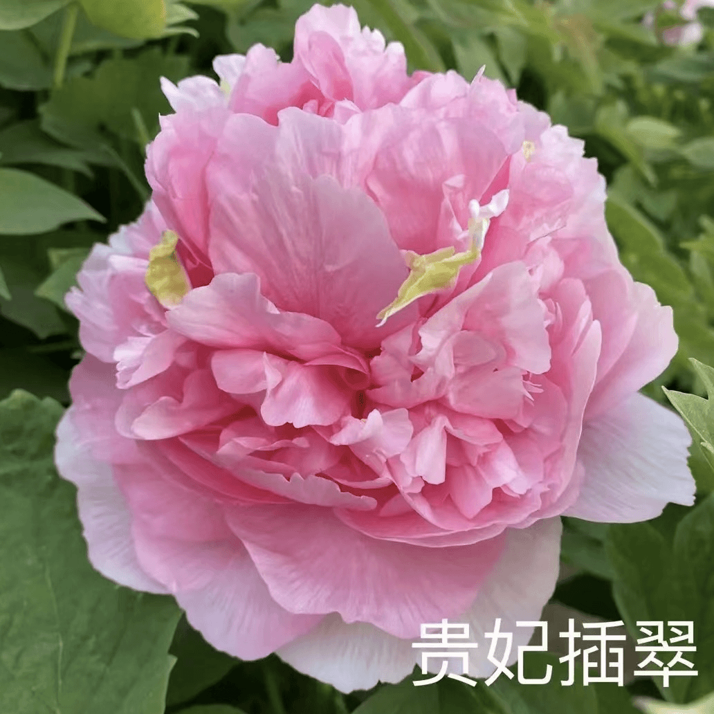 【贵妃插翠】正宗洛阳重瓣牡丹花苗北方耐寒盆栽地栽庭院花卉牡丹