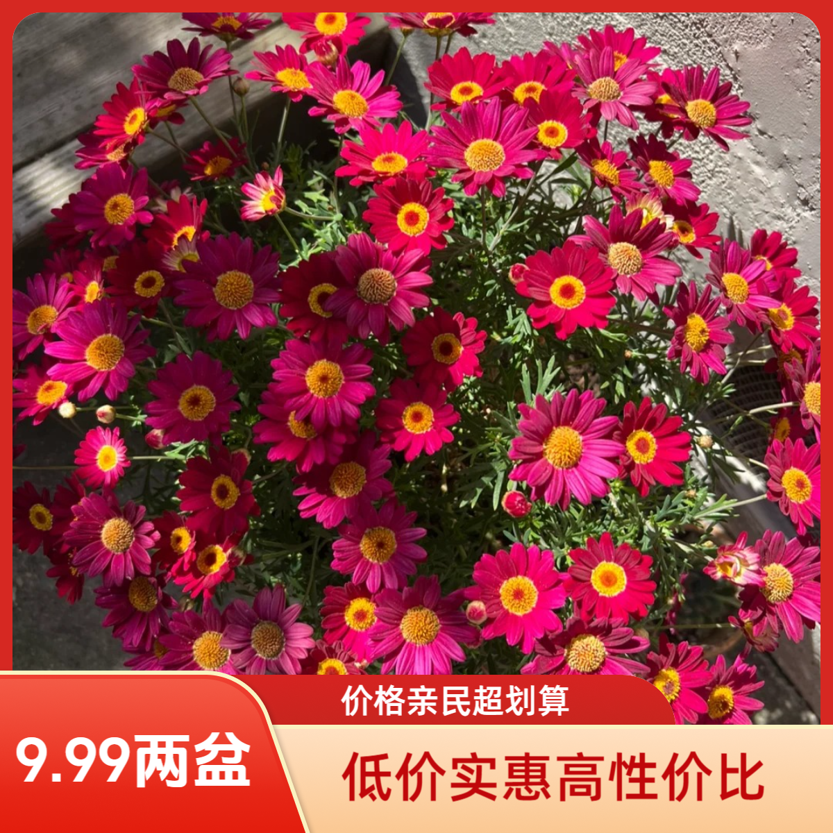 【玛格丽特】福利款多年生易爆花耐寒好养