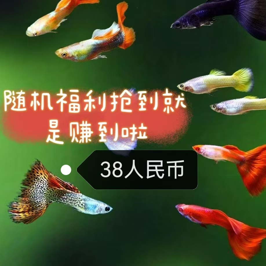 随机精品单品一对孔雀鱼