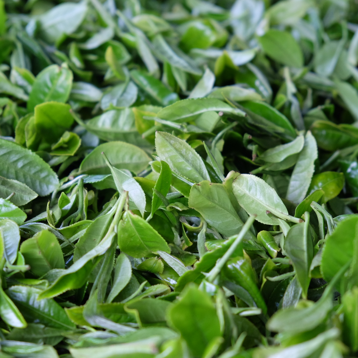 12.31活动·白！！！补发链接，非请勿拍！！！