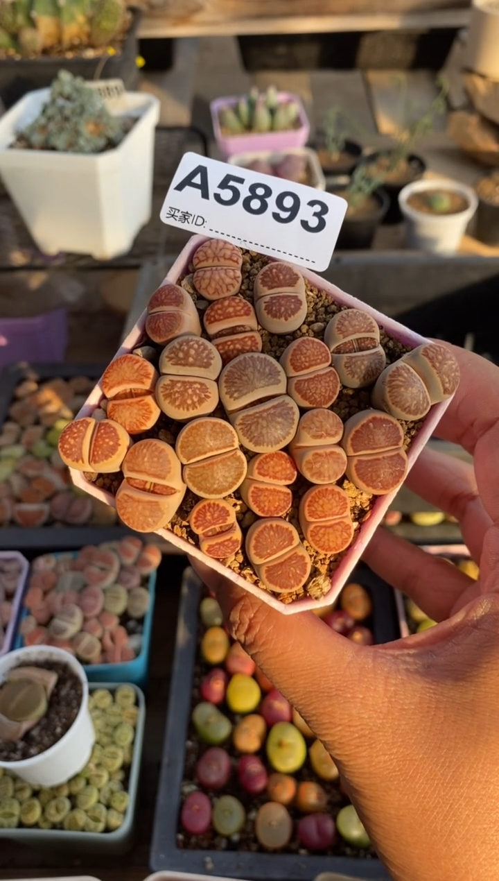 【闪购商品】5893直播一物一拍