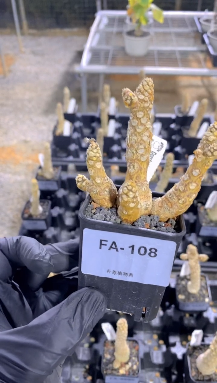 【闪购商品】霍伍德琉桑FA-108