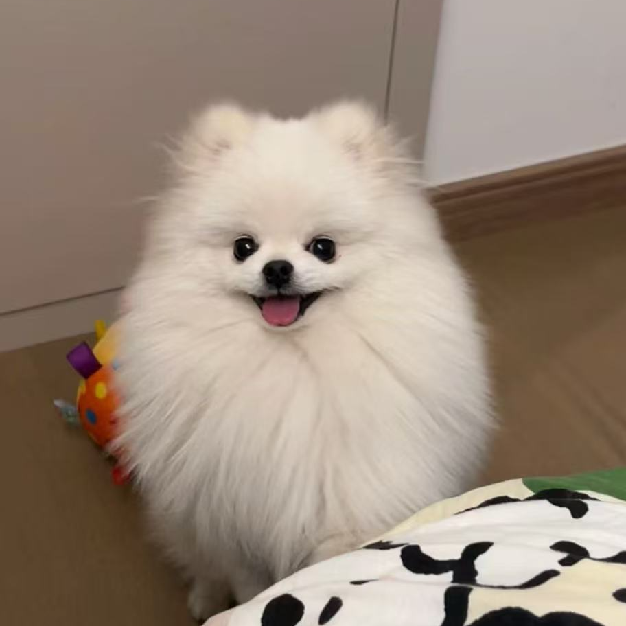 【朵朵家的哈基米】活体狗狗
