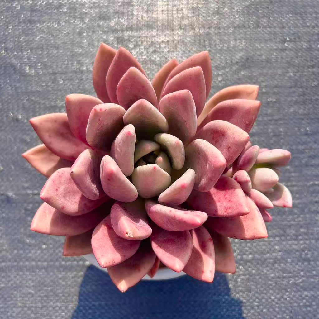 【桃花源】 好看易爆崽 两单包邮 燕子多肉