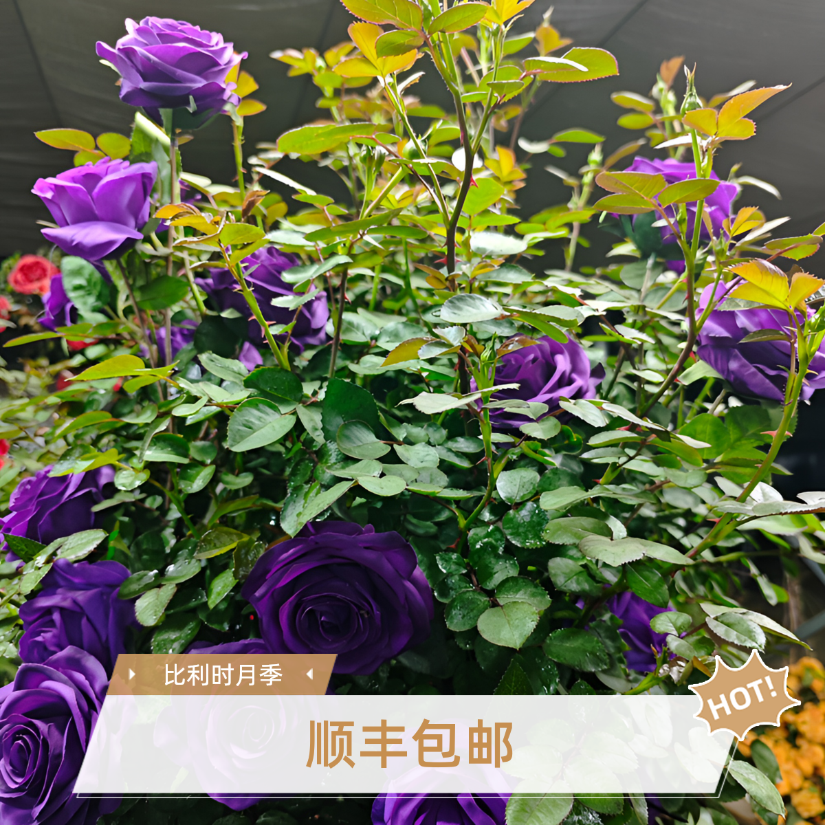 紫色比利时 60cm 强香爬藤月季 大花重瓣浓多季开花 庭园