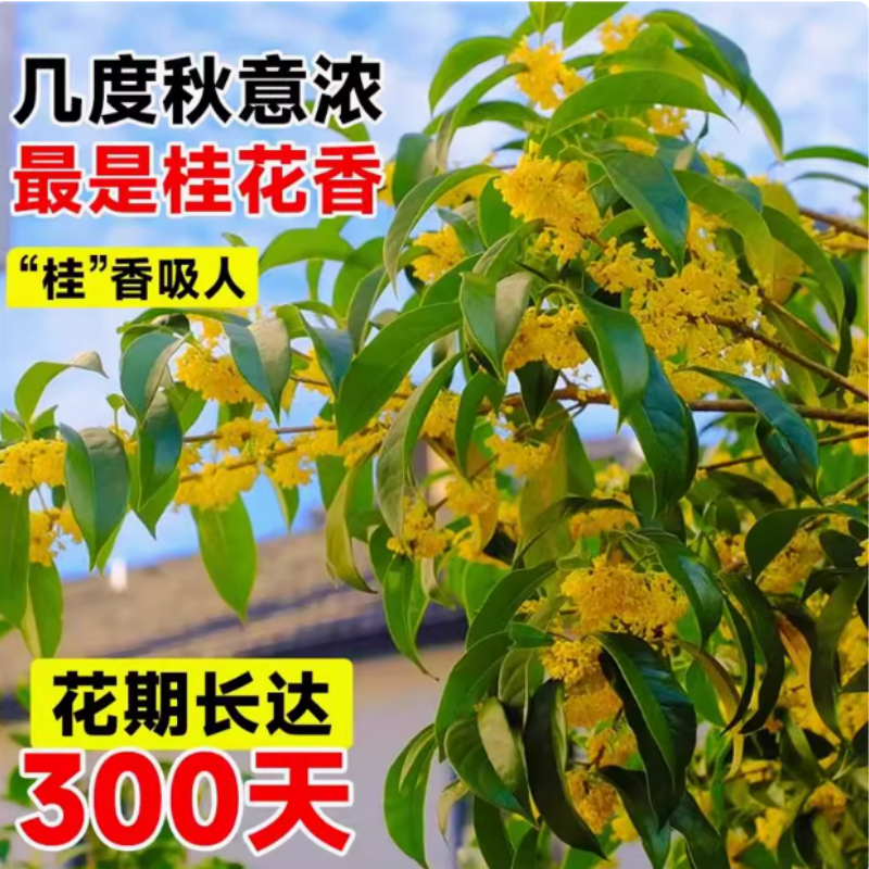 5-7桂花地栽盆金桂 飘香十里 花见花开！！