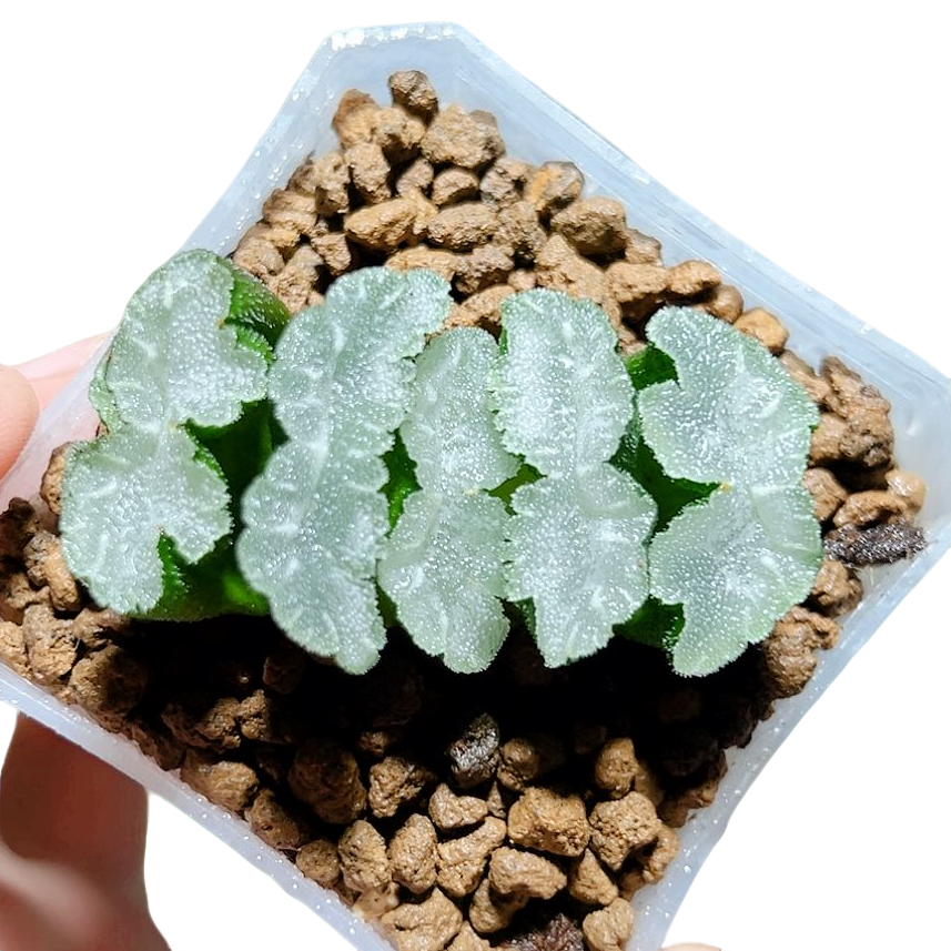 猛犸玉扇 [满十八发货]原盆带土玉