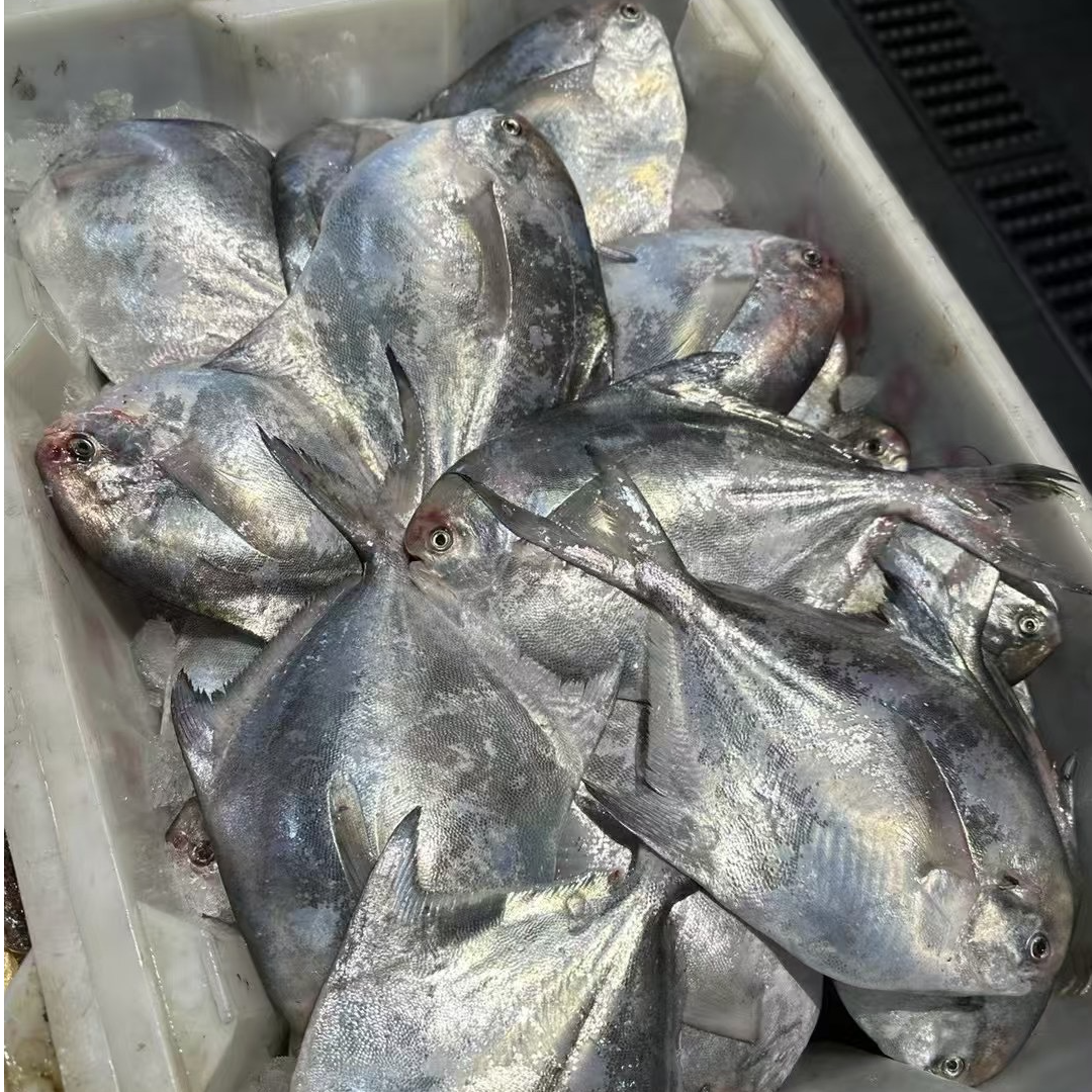 东海新鲜鲳鱼3斤装
