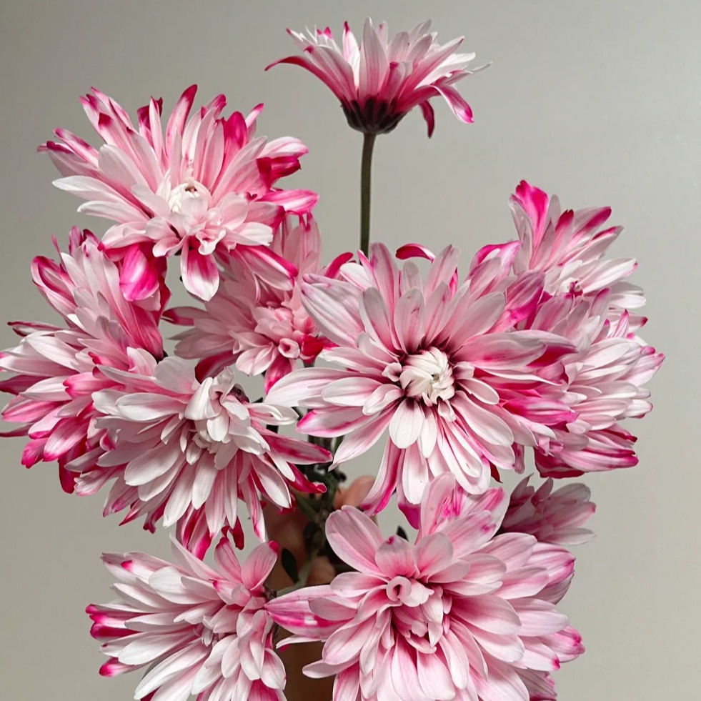 【云季鲜花】吸色小雏菊两单升级顺丰冷链包邮+送配草