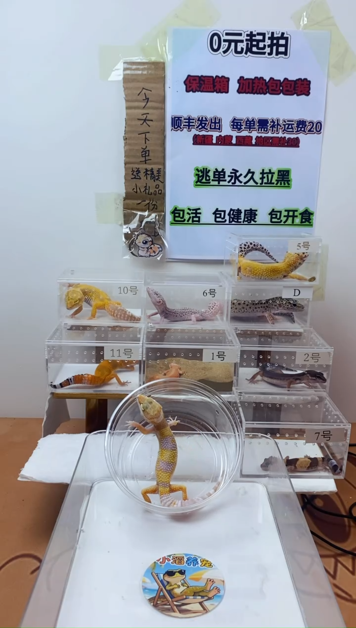 豹纹守宫豹纹守宫幼苗亚成体成体