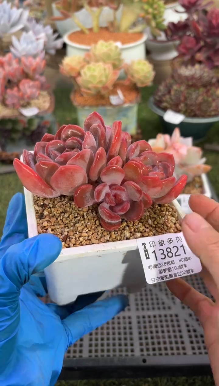 【闪购商品】13821