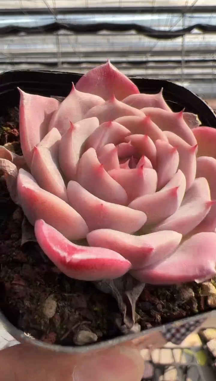 【闪购商品】福利多肉-142