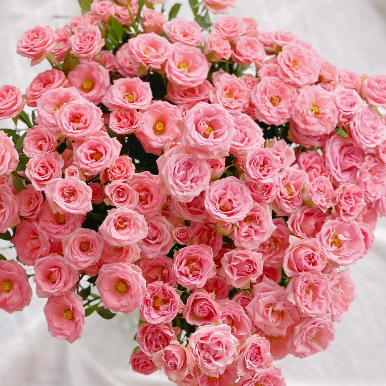 多头露露公主玫瑰：一单包邮两单及以上同一地址送配草一份