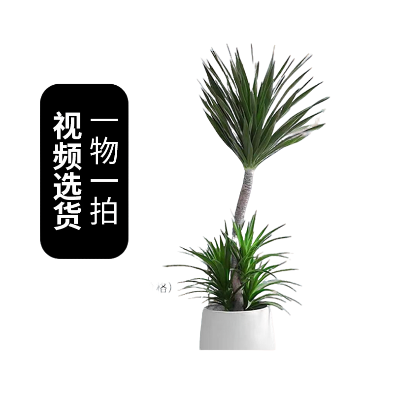 龙血树【太空铁】大叶龙须树室内客厅龙血树绿植批发基地直播