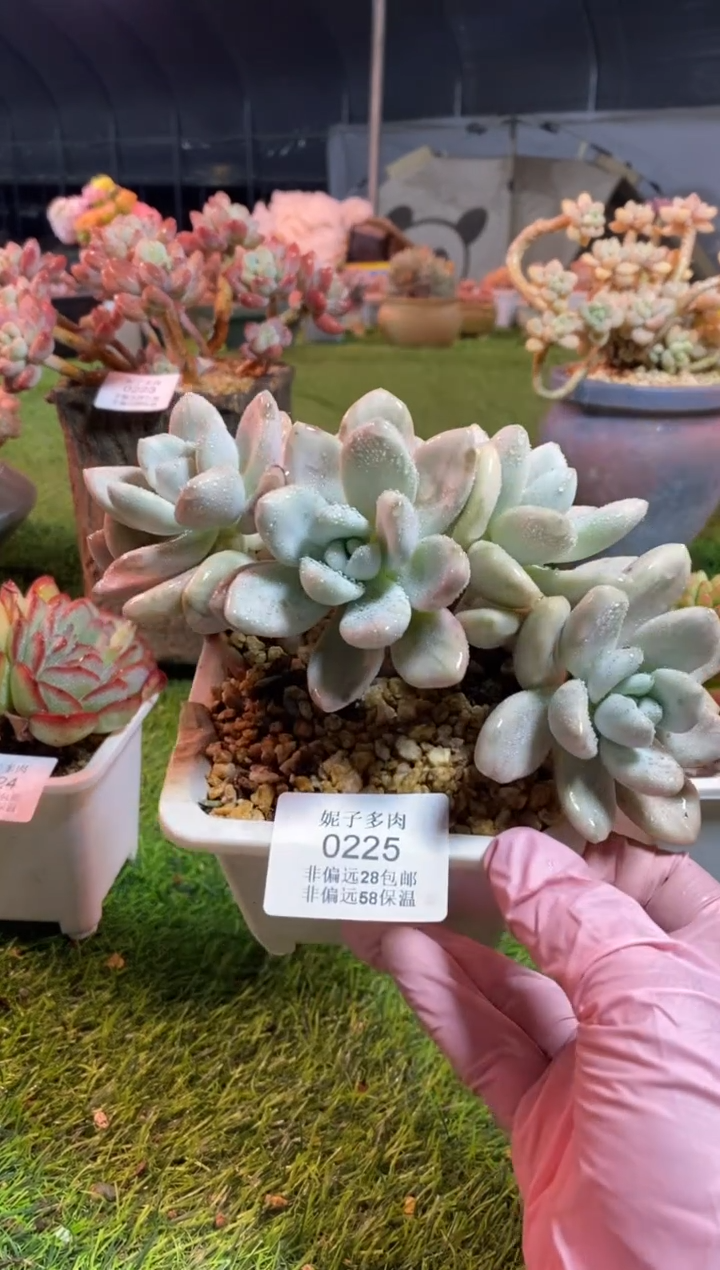 【闪购商品】0225a