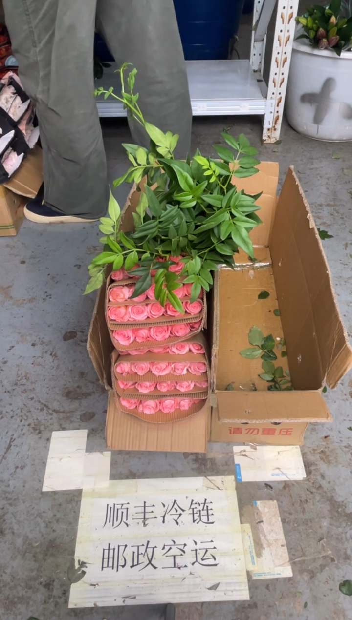 戴安娜3扎+九星叶