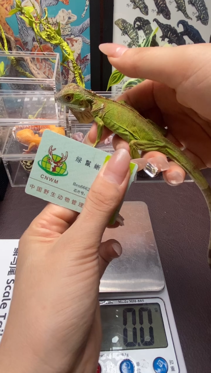 伞蜥爱**恒鳞与尾 Scale Tail 爬宠IG绿鬣带标识卡