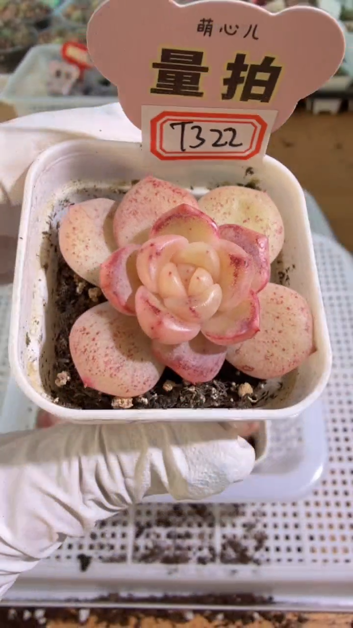 T322 单双混 五方一盆 量拍混发