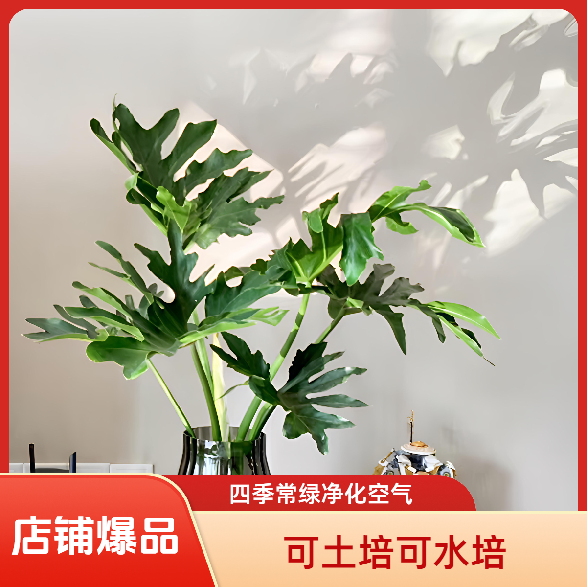 【精品A苗55~65CM】单棵老桩龙鳞春羽室内高端绿植盆栽土培水培植物